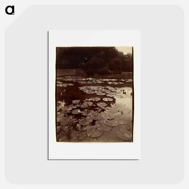 アートポストカード-Water Lilies
 - ウジェーヌ アジェ Postcard.