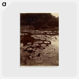 アートポストカード-Water Lilies
 - ウジェーヌ アジェ Postcard.