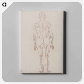 アートパネル-Human Figure, Posterior View
 - ジョージ スタッブス Canvas.