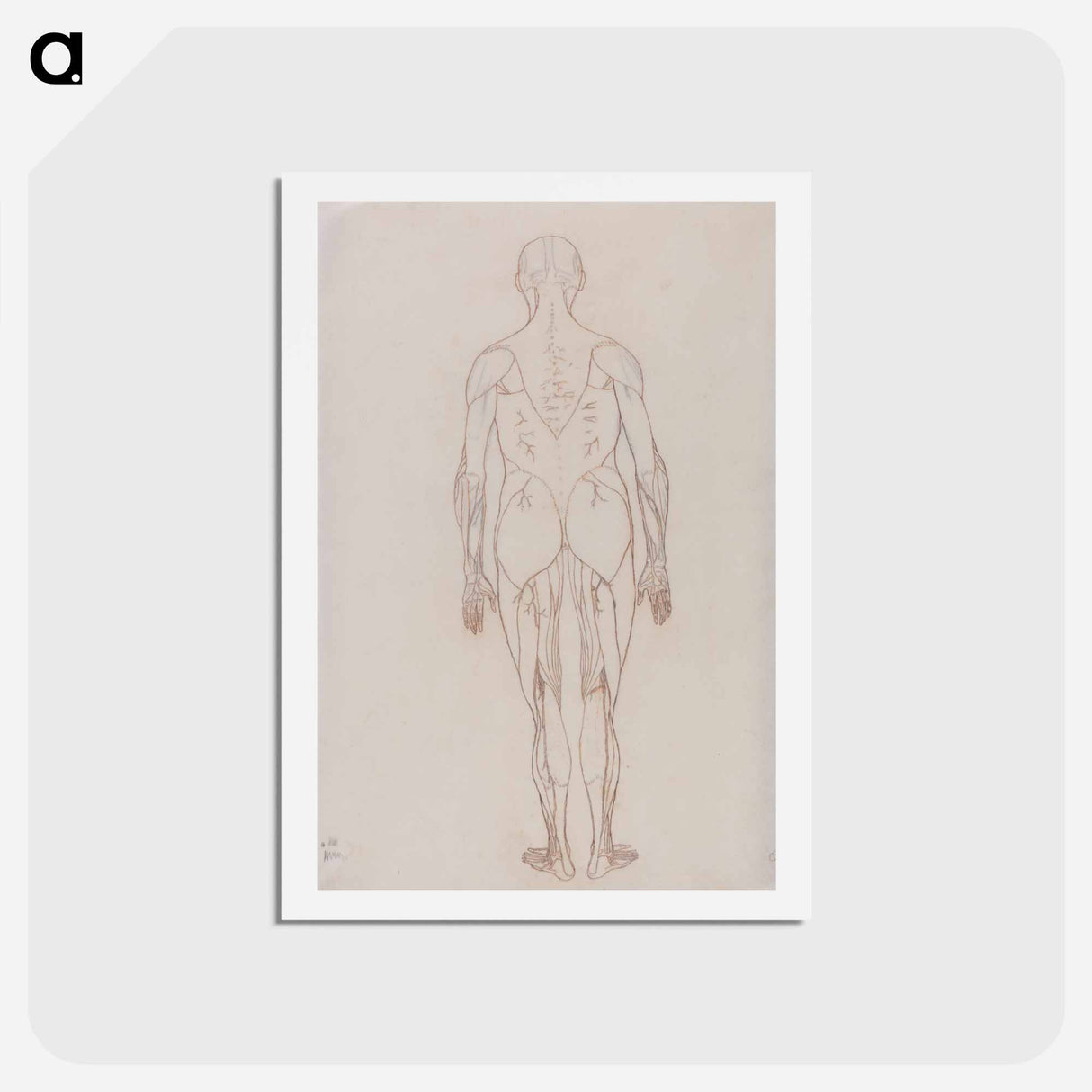 アートポストカード-Human Figure, Posterior View
 - ジョージ スタッブス Postcard.