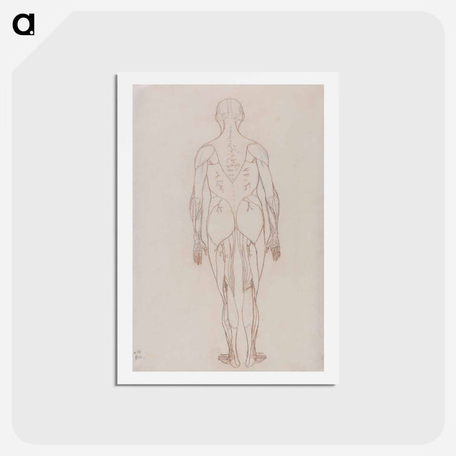 アートポストカード-Human Figure, Posterior View
 - ジョージ スタッブス Postcard.