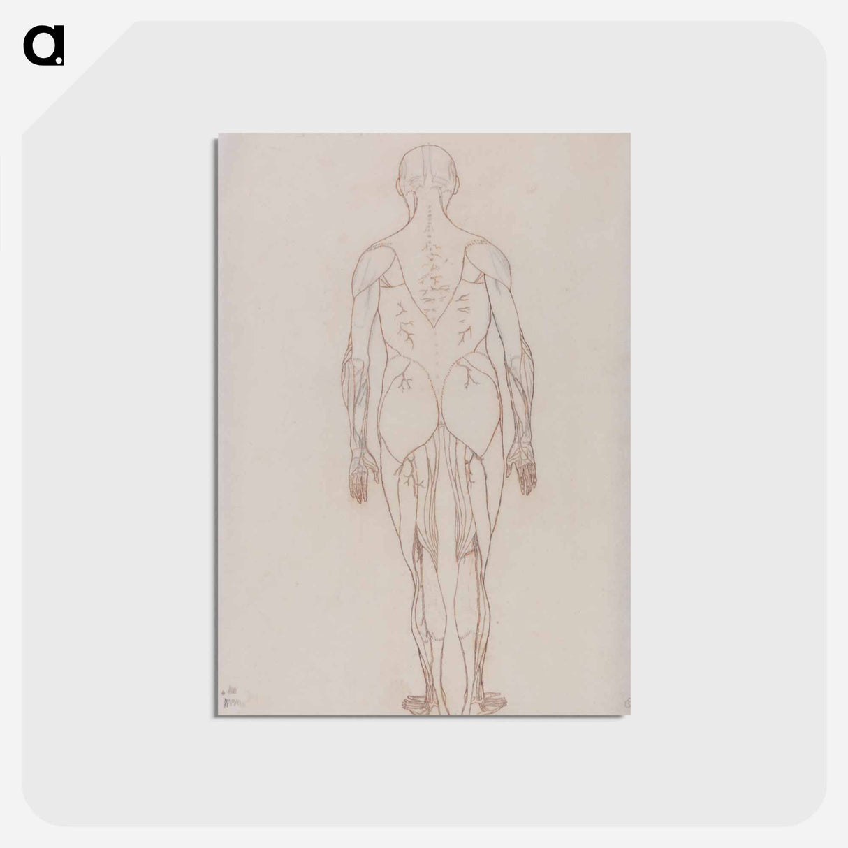 アートポストカード-Human Figure, Posterior View
 - ジョージ スタッブス Postcard.