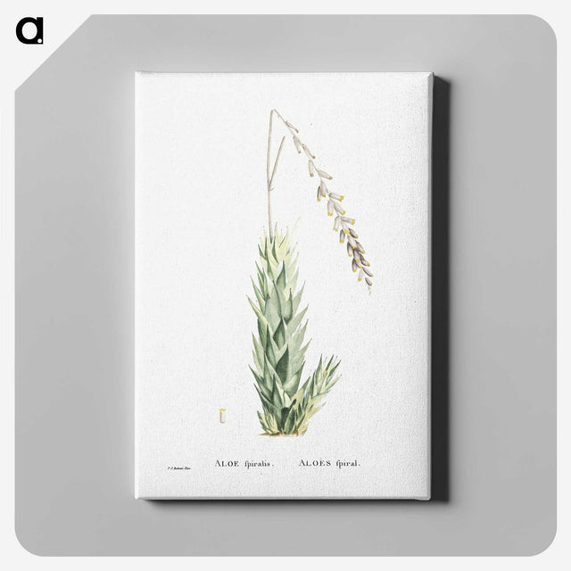2-47_Histoire-des-Plantes-Grasses_canvas