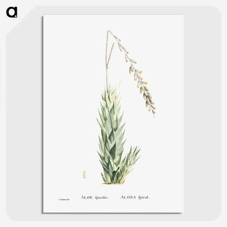 2-47_Histoire-des-Plantes-Grasses_picture-crop