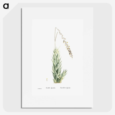 2-47_Histoire-des-Plantes-Grasses_picture