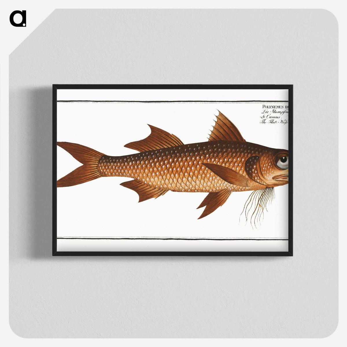 2-47_Ichtyologie-ou-Histoire-naturelle_blk-crop
