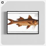 2-47_Ichtyologie-ou-Histoire-naturelle_blk-crop