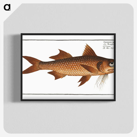 2-47_Ichtyologie-ou-Histoire-naturelle_blk-crop