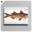 2-47_Ichtyologie-ou-Histoire-naturelle_canvas
