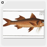 2-47_Ichtyologie-ou-Histoire-naturelle_picture-crop