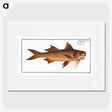2-47_Ichtyologie-ou-Histoire-naturelle_picture