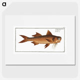 2-47_Ichtyologie-ou-Histoire-naturelle_picture
