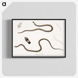 2-47_Indian-Zoology_blk-crop