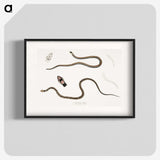 2-47_Indian-Zoology_blk