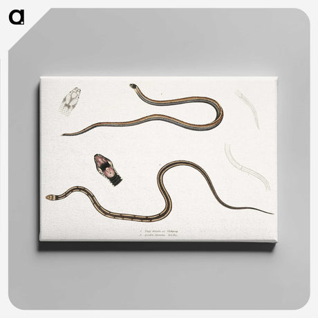 2-47_Indian-Zoology_canvas