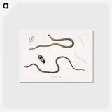 2-47_Indian-Zoology_hagaki