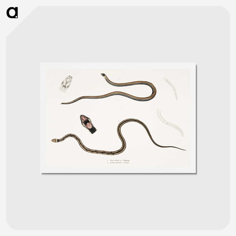 2-47_Indian-Zoology_hagaki