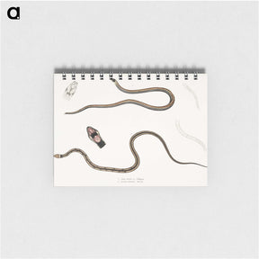 2-47_Indian-Zoology_memo