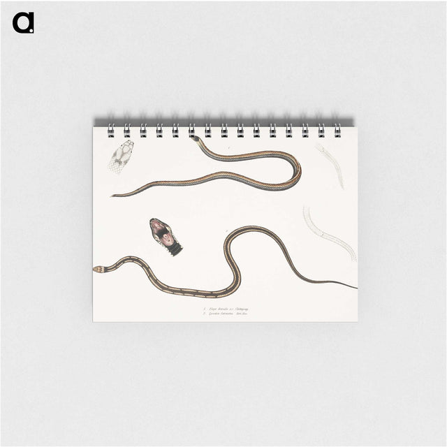 2-47_Indian-Zoology_memo
