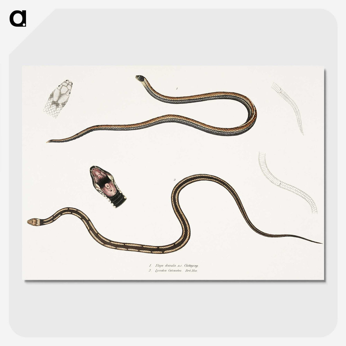 2-47_Indian-Zoology_picture-crop