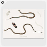 2-47_Indian-Zoology_picture-crop