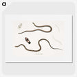 2-47_Indian-Zoology_picture