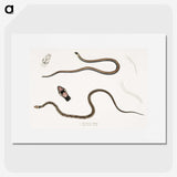 2-47_Indian-Zoology_picture