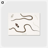 2-47_Indian-Zoology_postcard