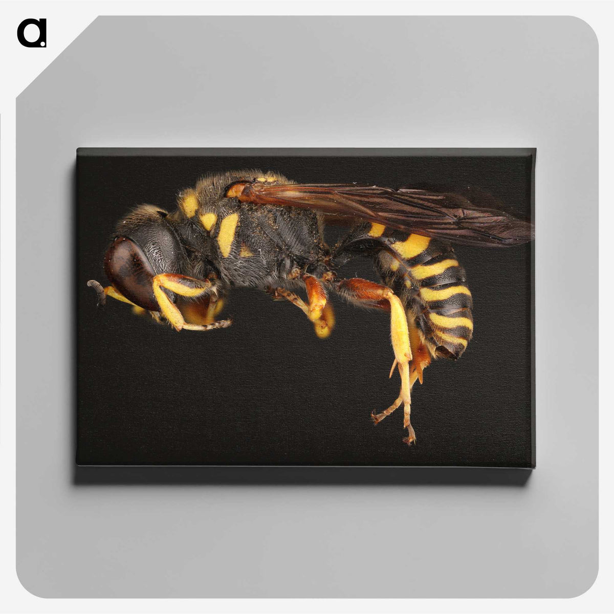 2-47_Insects-Unlocked-Project_canvas