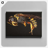 2-47_Insects-Unlocked-Project_canvas