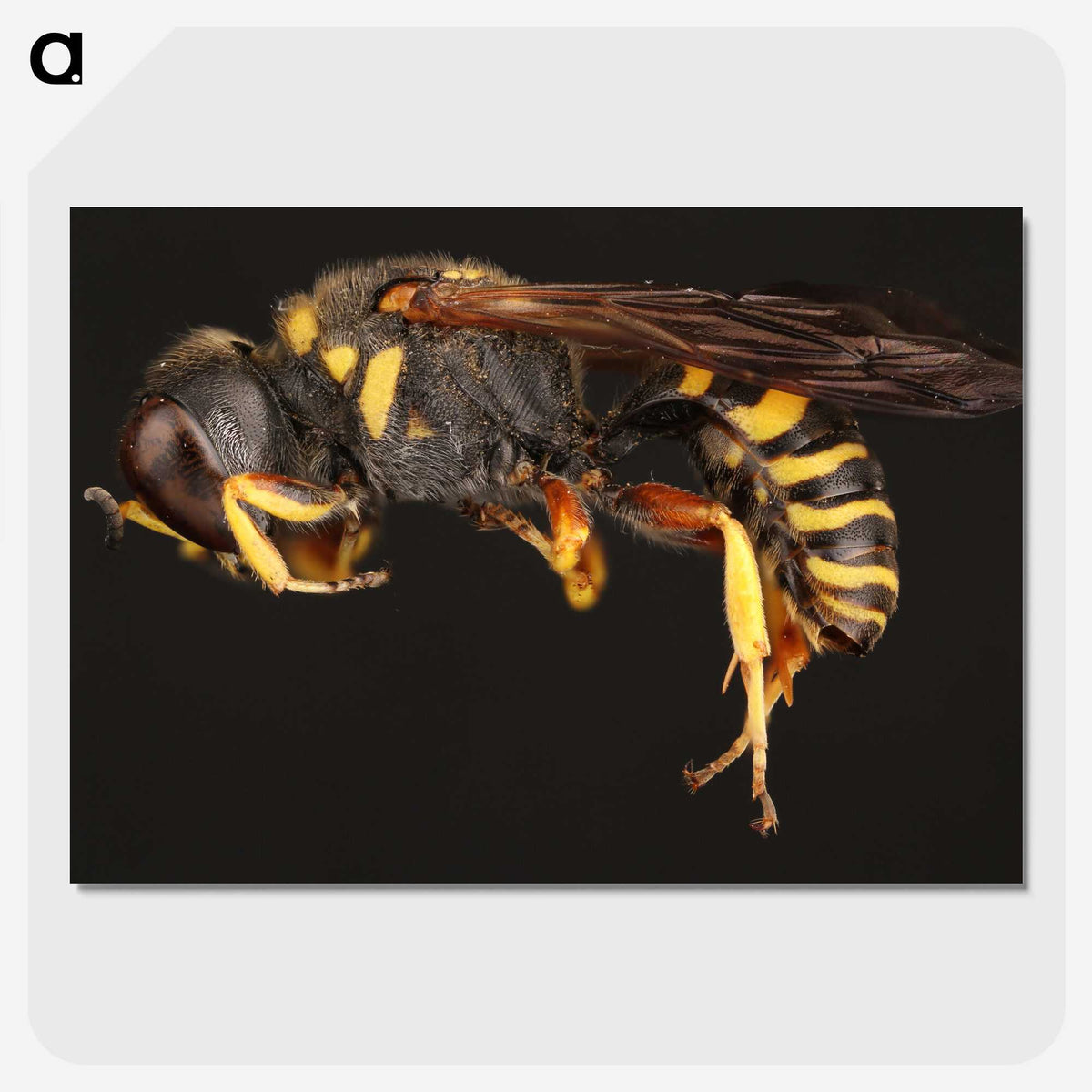 2-47_Insects-Unlocked-Project_picture-crop