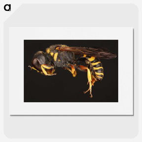 2-47_Insects-Unlocked-Project_picture