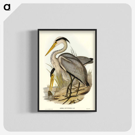 2-47_John-Gould_blk-crop