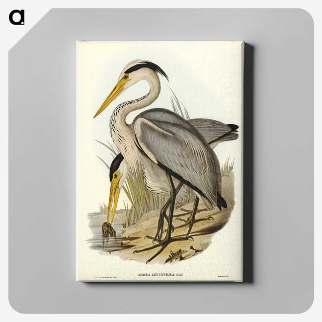 2-47_John-Gould_canvas
