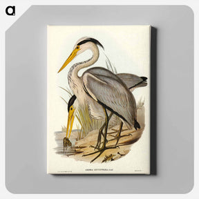 アートパネル-Great Grey Heron
 - ジョン グールド Canvas.