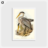 アートポストカード-Great Grey Heron
 - ジョン グールド Postcard.