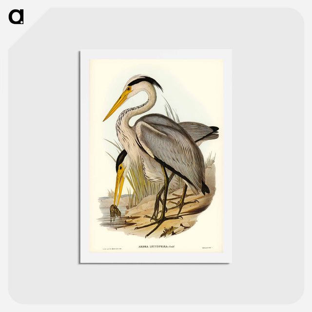アートポストカード-Great Grey Heron
 - ジョン グールド Postcard.
