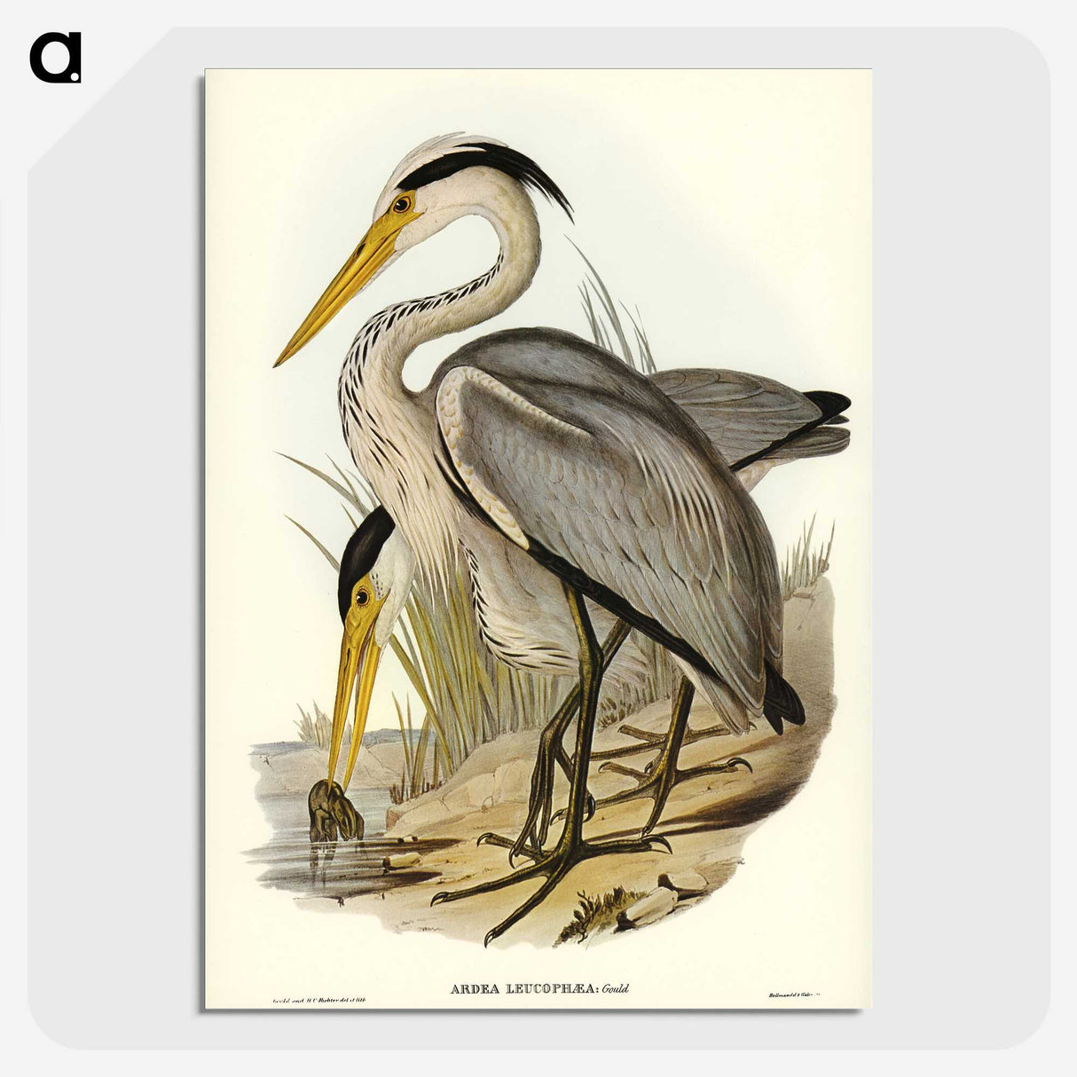 2-47_John-Gould_picture-crop
