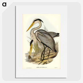 2-47_John-Gould_picture