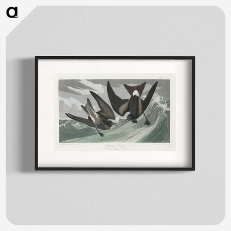 2-47_John-James-Audubon_blk