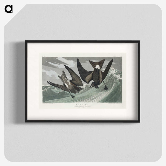2-47_John-James-Audubon_blk