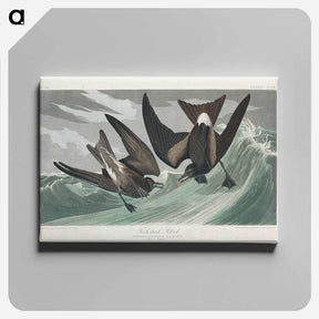 アートパネル-Fork-tailed Petrel
 - ジョン ジェームス オーデュボン Canvas.