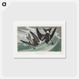 アートポストカード-Fork-tailed Petrel
 - ジョン ジェームス オーデュボン Postcard.