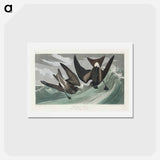アートポストカード-Fork-tailed Petrel
 - ジョン ジェームス オーデュボン Postcard.
