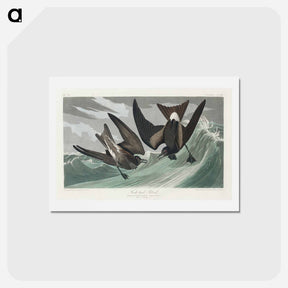 アートポストカード-Fork-tailed Petrel
 - ジョン ジェームス オーデュボン Postcard.