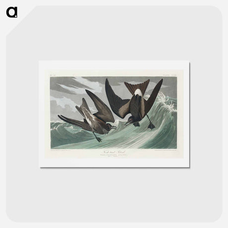 アートポストカード-Fork-tailed Petrel
 - ジョン ジェームス オーデュボン Postcard.