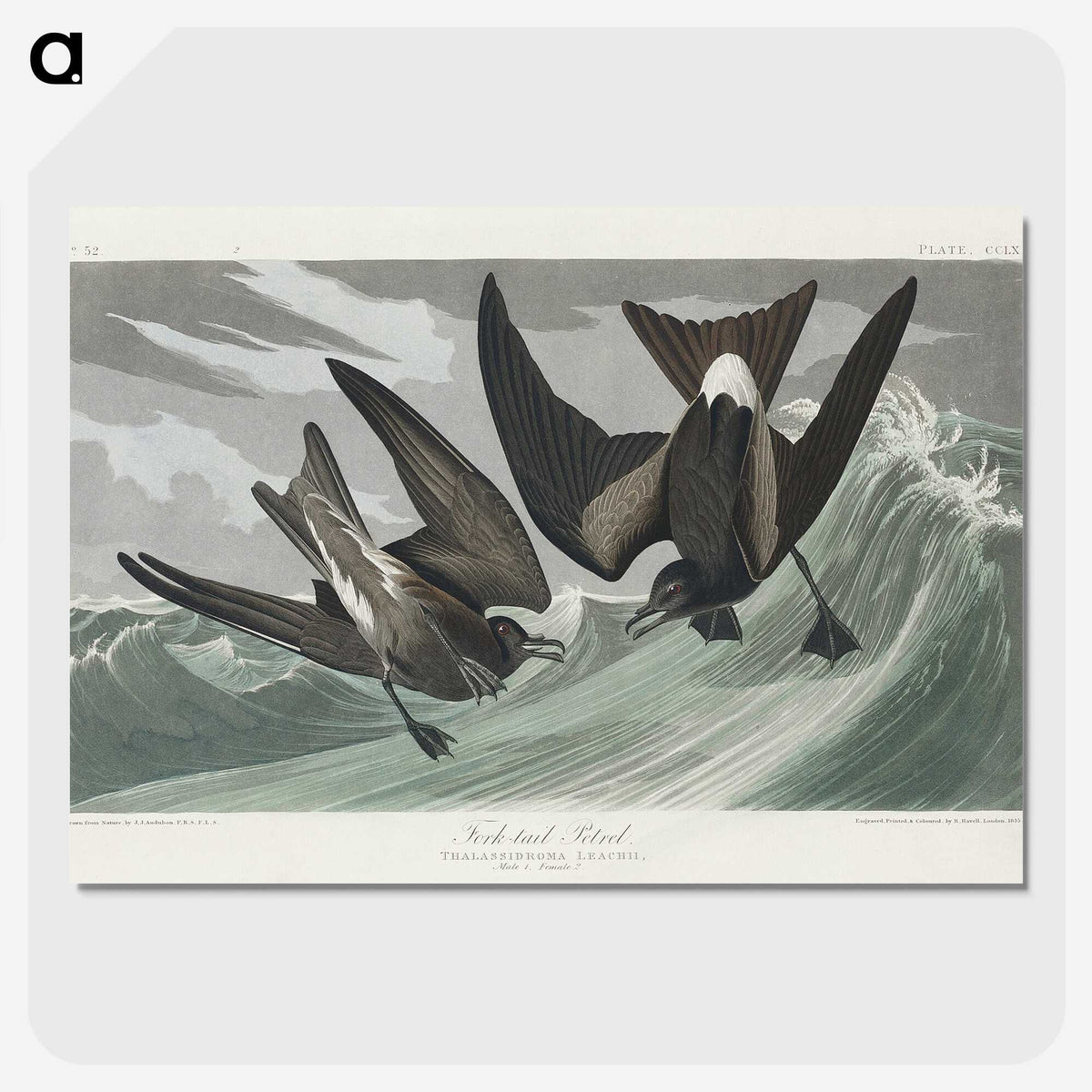 2-47_John-James-Audubon_picture-crop