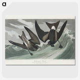 2-47_John-James-Audubon_picture-crop