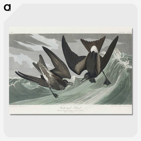 2-47_John-James-Audubon_picture-crop