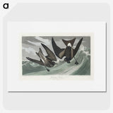 2-47_John-James-Audubon_picture